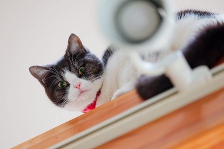 cat seen from top of beamの写真素材