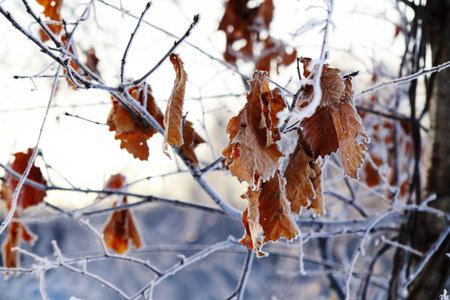 Oak leaves in winter hokkaido