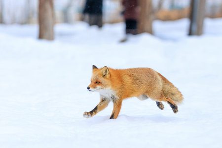 running fox on snow field