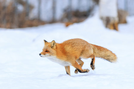 running fox on snow field