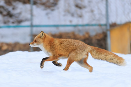 running fox on snow field