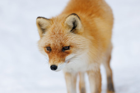 one fox in winter hokkaido
