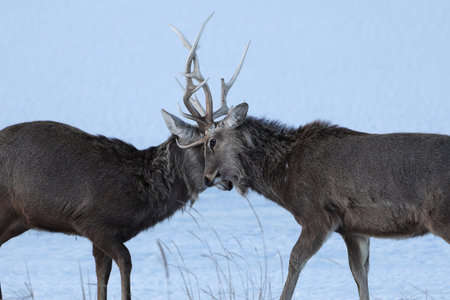 Ezo deer butting antlers in hokkaido