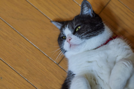 Cat lying on its back