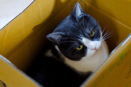 cute cat in a box