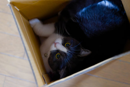 cute cat in a box