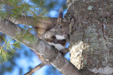 one squirrel on the tree