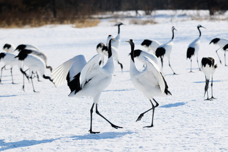 Crane dance in winter hokkaidoの写真素材