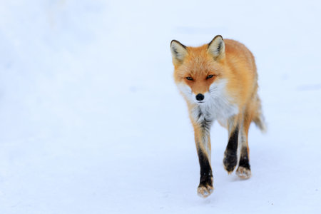 one fox in winter hokkaido