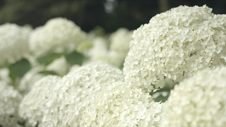 Hydrangea Annabelle in Japan