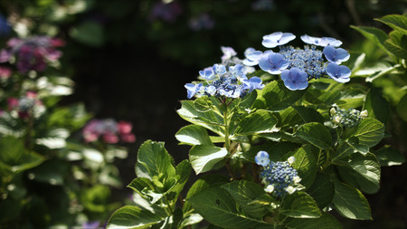 blue hydrangea in day light in Japanの写真素材