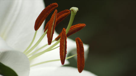 white lily anther, at Tokorozawa in Japanの写真素材