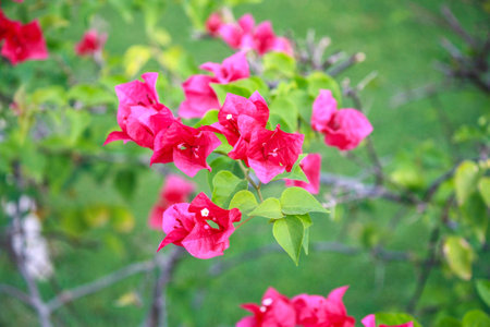 Pink bougainvillea in the gardenの写真素材