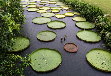 Giant Water Lily, Amazon Lily,Royal Water Lily floating in a pond in raining dayの写真素材