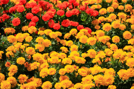 yellow and orange tagetes, erecta, marigoldの写真素材
