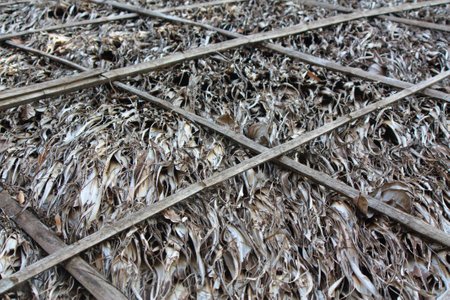 nypa,Nipa palm,roof,thatched,dry leavesの写真素材