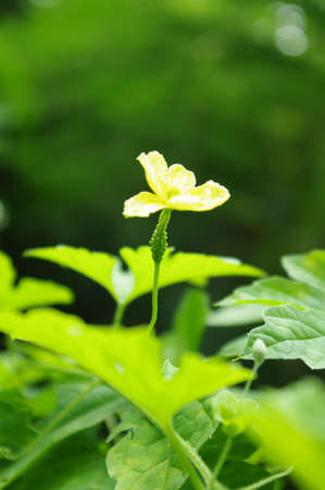bitter gourdの写真素材
