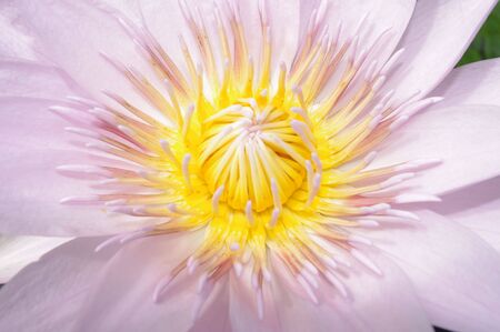 purple flowerの写真素材