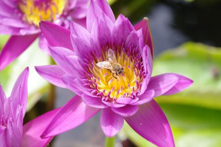 purple flower and beeの写真素材