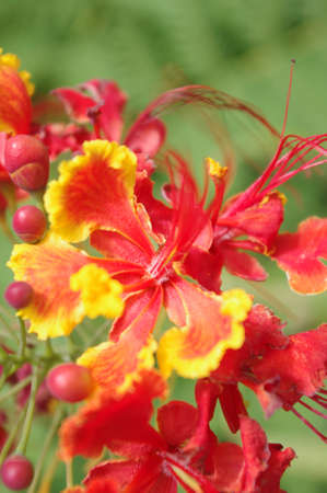 red flowerの写真素材