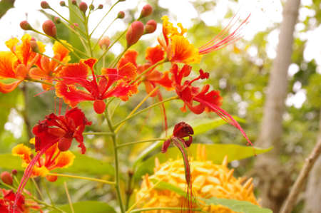 red flowerの写真素材