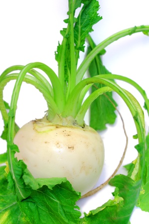 Turnipの写真素材