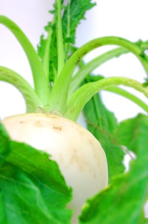 Turnipの写真素材