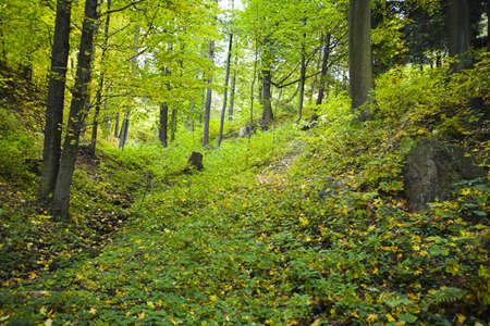 Forestの写真素材