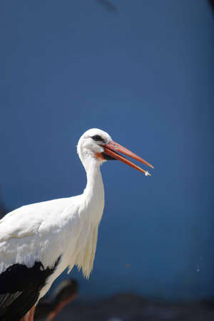 Birdsの写真素材