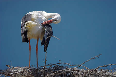 Birdsの写真素材