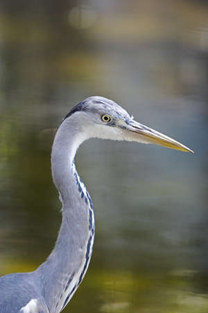 Birdsの写真素材