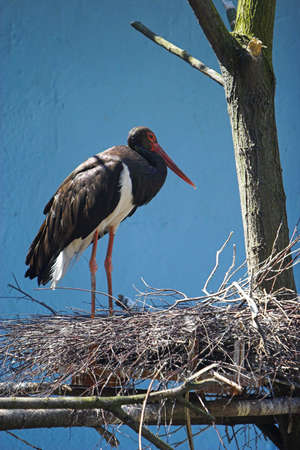 Birdsの写真素材