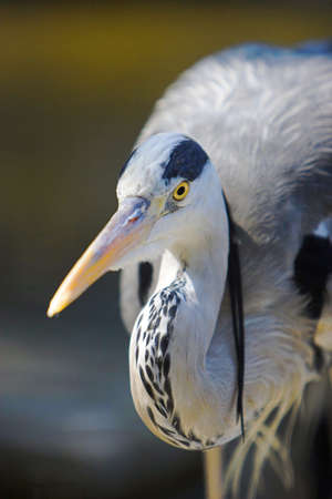 Birdsの写真素材