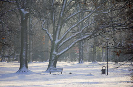 Winter in parkの写真素材