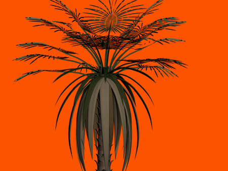 Palm-treeの写真素材