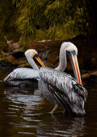 Pelicanの写真素材