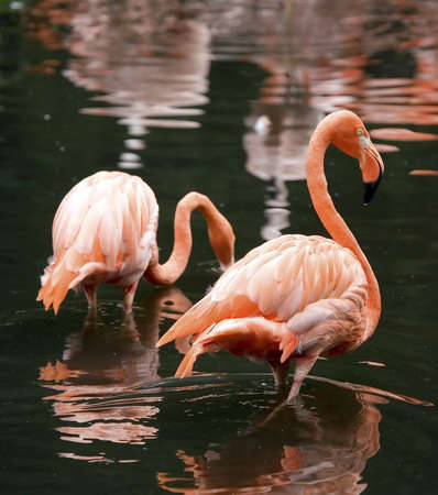 Flamingosの写真素材