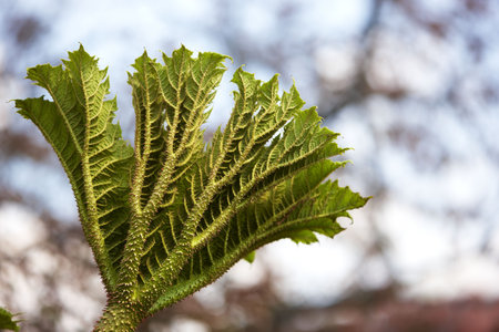 Leavesの写真素材