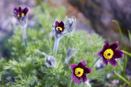 Flowersの写真素材