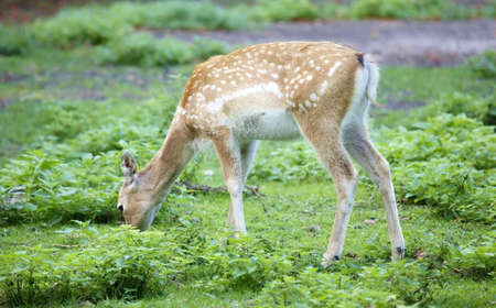 Persian Fallow Deer (Dama mesopotamica)の写真素材