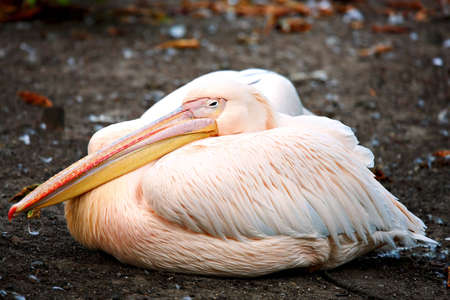 Pelicanの写真素材