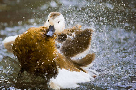 Big splashの写真素材