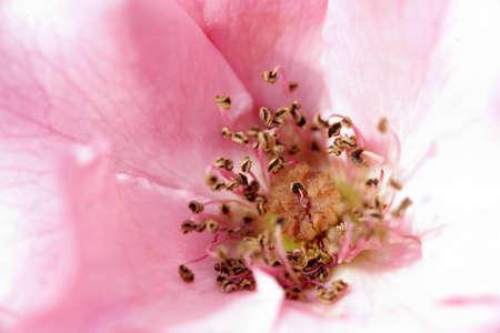 Flowerの写真素材