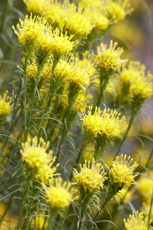 Flowerの写真素材