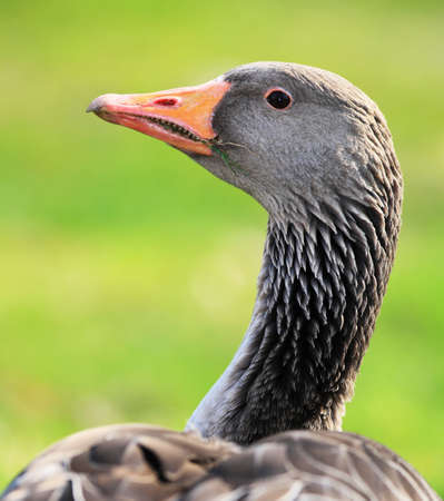 Goose portrait - high detail の写真素材