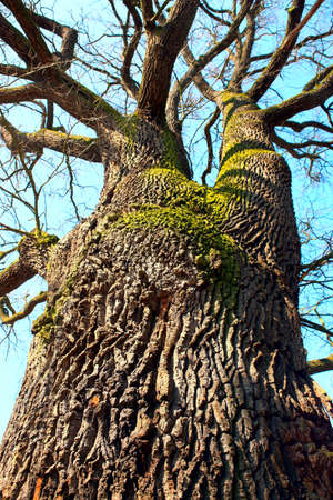Tremendous oak tree の写真素材