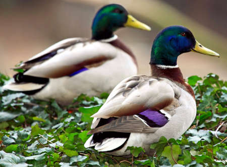 Two male mallards 