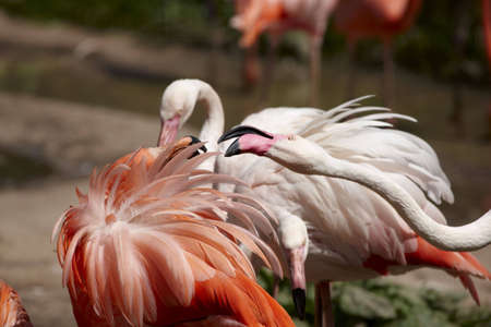 Flamingosの写真素材