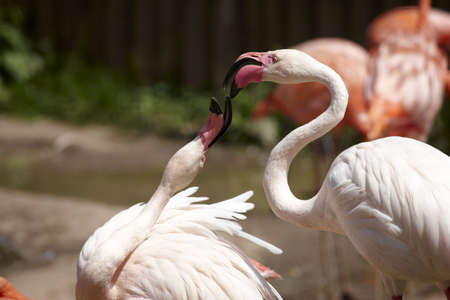 Flamingosの写真素材