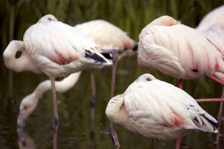 Flamingos